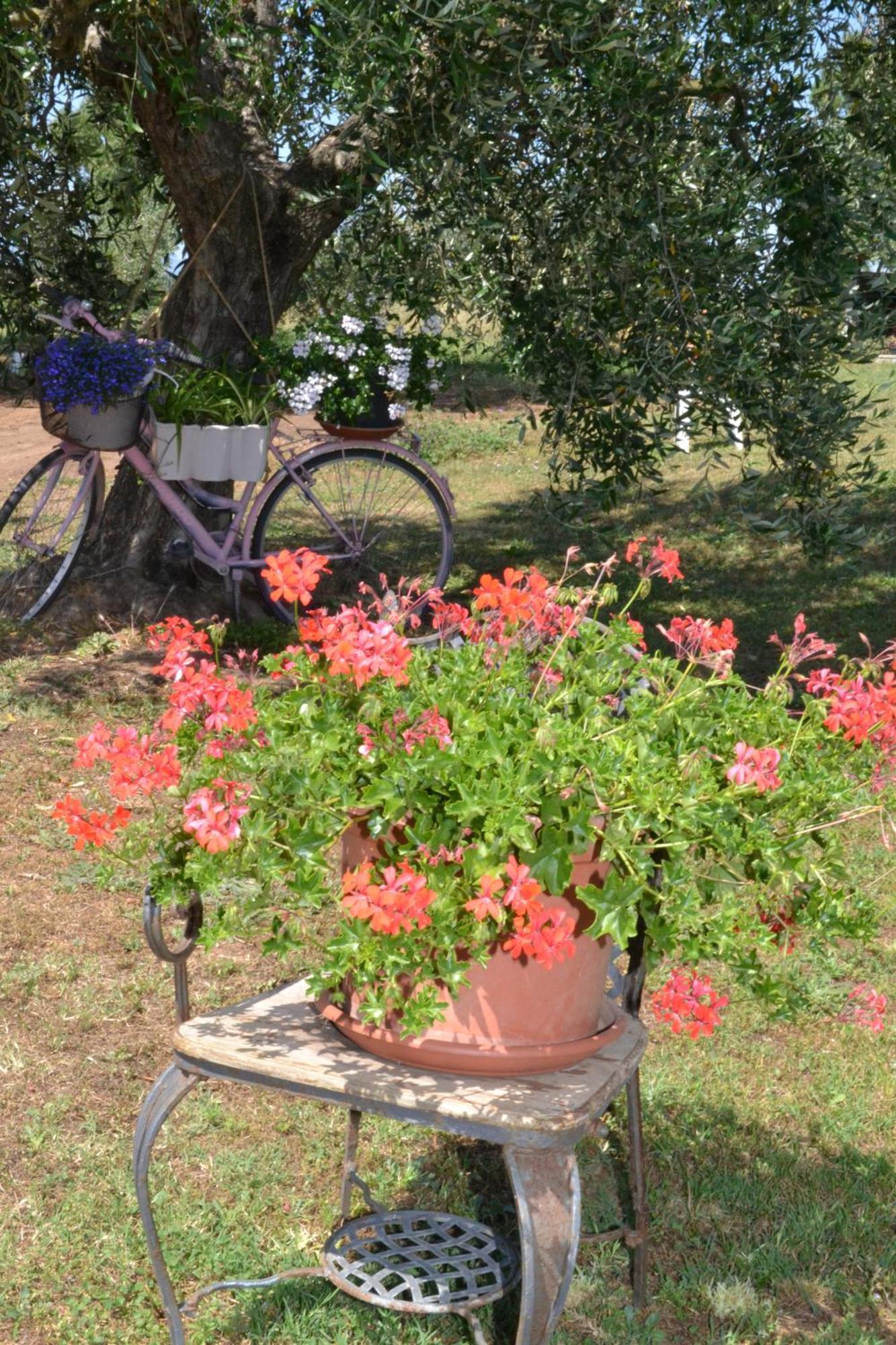 La Mimosa Bolgheri Exterior foto