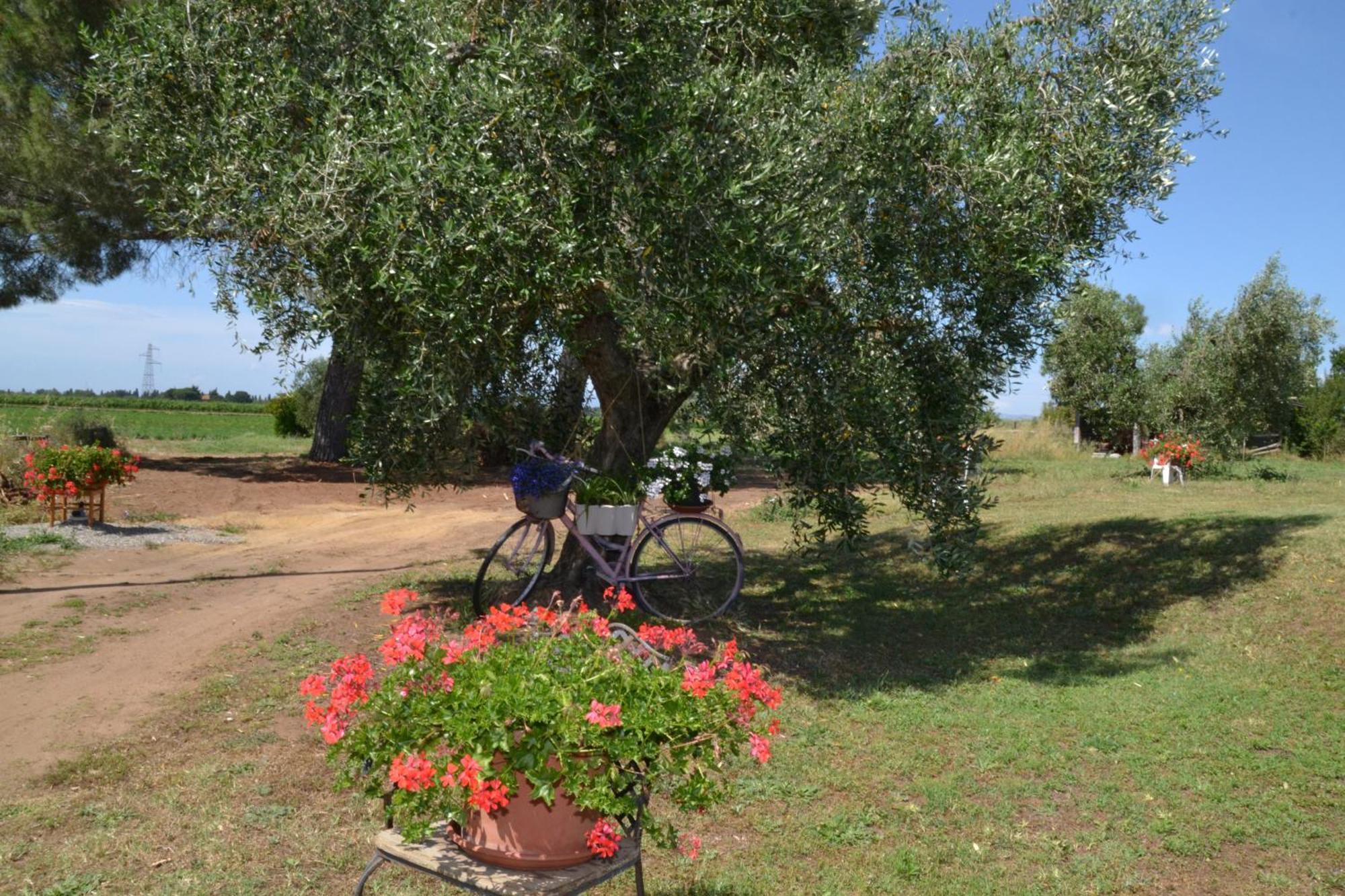 La Mimosa Bolgheri Exterior foto