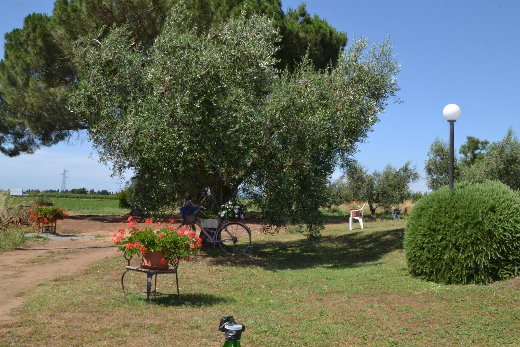 La Mimosa Bolgheri Exterior foto